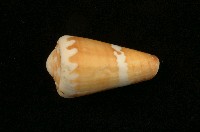 藏品(芋螺)的圖片